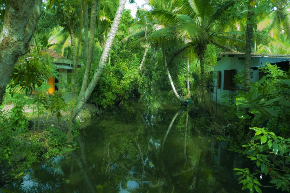 Kuttanad (5).jpg